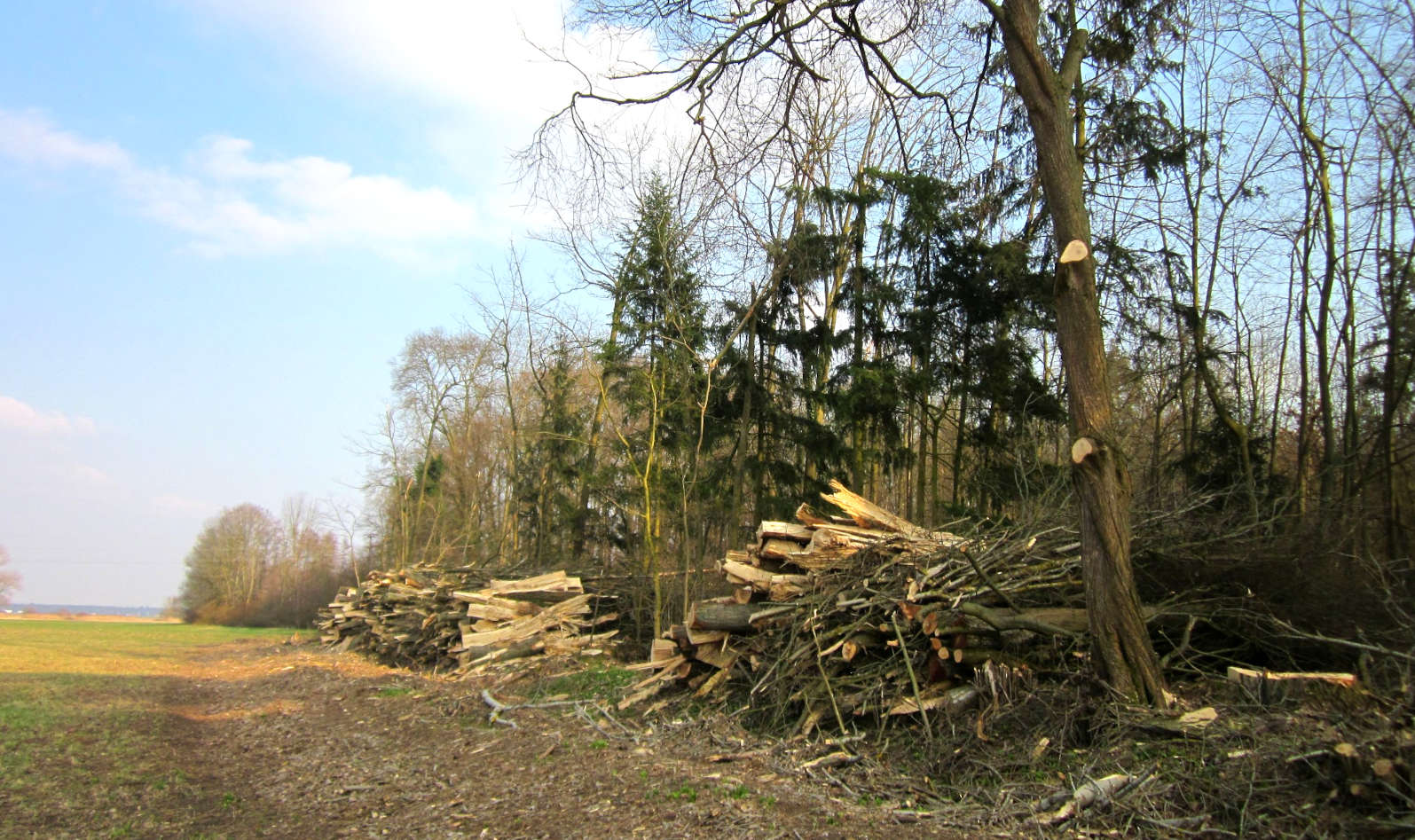 Deforestation Germany 2013