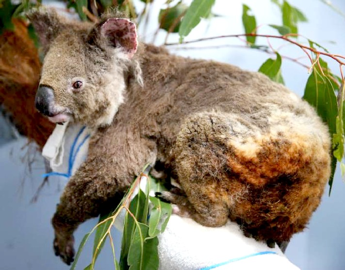 Kola bears under threat of extinction from loss of habitat